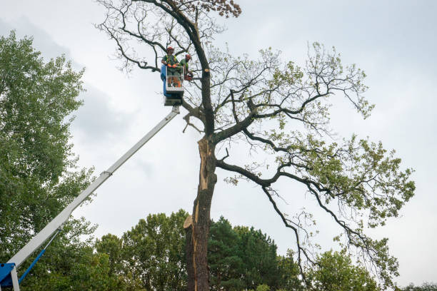 Best Root Management and Removal  in Annandale, MN